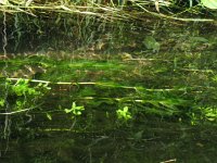 Potamogeton perfoliatus 2, Doorgroeid fonteinkruid, Saxifraga-Rutger Barendse