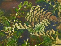 Potamogeton perfoliatus 9, Doorgroeid fonteinkruid, Saxifraga-Hans Grotenhuis