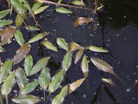 Potamogeton polygonifolius 15, Duizendknoopfonteinkruid, Saxifraga-Peter Meininger