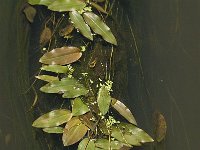 Potamogeton polygonifolius 17, Duizendknoopfonteinkruid, Saxifraga-Jan van der Straaten