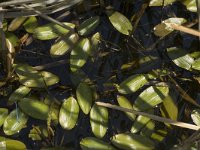 Potamogeton polygonifolius 2, Duizendknoopfonteinkruid, Saxifraga-Jan van der Straaten