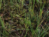 Potamogeton polygonifolius 28, Duizendknoopfonteinkruid, Saxifraga-Hans Boll