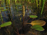 Potamogeton polygonifolius 6, Duizendknoopfonteinkruid, Saxifraga-Rutger Barendse