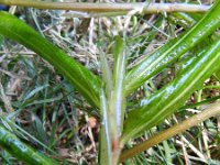 Potamogeton x decipiens 2, Wilgfonteinkruid, Saxifraga-Rutger Barendse