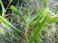 Potamogeton x decipiens 3, Wilgfonteinkruid, Saxifraga-Rutger Barendse