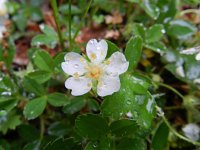 Potentilla alba 2, Saxifraga-Rutger Barendse