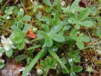 Potentilla alba 3, Saxifraga-Rutger Barendse