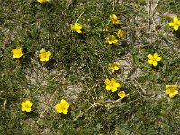 Potentilla anserina 10, Zilverschoon, Saxifraga-Jan van der Straaten