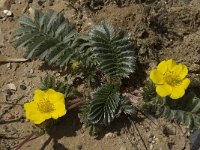 Potentilla anserina 13, Zilverschoon, Saxifraga-Willem van Kruijsbergen