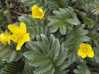 Potentilla anserina 2, Zilverschoon, Saxifraga-Marijke Verhagen