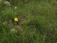 Potentilla anserina 28, Zilverschoon, Saxifraga-Hans Boll