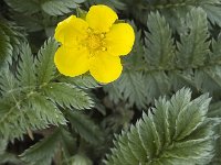 Potentilla anserina 3, Zilverschoon, Saxifraga-Marijke Verhagen