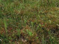 Potentilla anserina 31, Zilverschoon, Saxifraga-Hans Boll