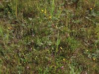 Potentilla anserina 32, Zilverschoon, Saxifraga-Hans Boll