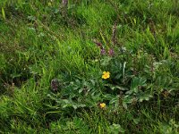 Potentilla anserina 33, Zilverschoon, Saxifraga-Hans Boll