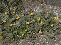 Potentilla anserina 35, Zilverschoon, Saxifraga-Willem van Kruijsbergen