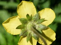 Potentilla anserina 39, Zilverschoon, Saxifraga-Sonja Bouwman