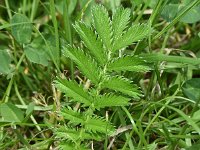 Potentilla anserina 40, Zilverschoon, Saxifraga-Sonja Bouwman