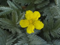 Potentilla anserina 5, Zilverschoon, Saxifraga-Jan van der Straaten