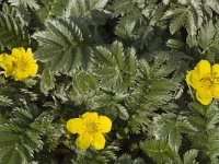 Potentilla anserina 6, Zilverschoon, Saxifraga-Marijke Verhagen