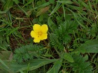 Potentilla anserina 7, Zilverschoon, Saxifraga-Willem van Kruijsbergen