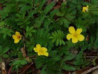 Potentilla anserina 8, Zilverschoon, Saxifraga-Willem van Kruijsbergen