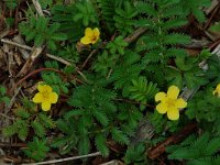 Potentilla anserina 9, Zilverschoon, Saxifraga-Willem van Kruijsbergen