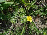 Potentilla argentea 2, Viltganzerik, Saxifraga-Rutger Barends