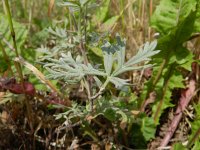 Potentilla argentea 4, Viltganzerik, Saxifraga-Rutger Barends