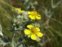 Potentilla argentea 8, Viltganzerik, Saxifraga-Hans Dekker