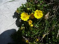 Potentilla aurea 11, Saxifraga-Jasenka Topic