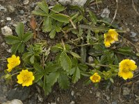 Potentilla aurea 17, Saxifraga-Willem van Kruijsbergen