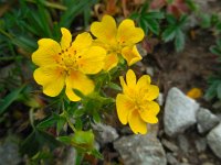 Potentilla aurea 20, Saxifraga-Ed Stikvoort