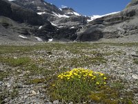 Potentilla aurea 3, Saxifraga-Willem van Kruijsbergen