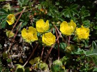 Potentilla aurea 5, Saxifraga-Willem van Kruijsbergen