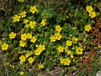 Potentilla aurea 9, Saxifraga-Willem van Kruijsbergen