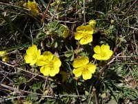 Potentilla cinerea 2, Saxifraga-Jasenka Topic