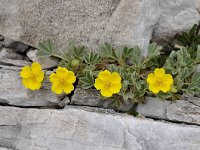 Potentilla cinerea 3, Saxifraga-Harry Jans