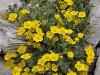 Potentilla cinerea 4, Saxifraga-Harry Jans