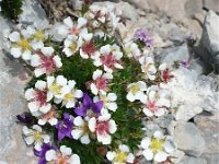 Potentilla clusiana 2, Saxifraga-Jasenka Topic