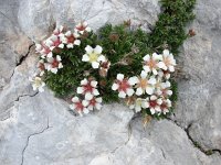 Potentilla clusiana 3, Saxifraga-Jasenka Topic