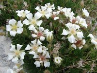 Potentilla clusiana 4, Saxifraga-Jasenka Topic