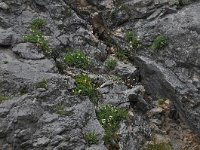 Potentilla clusiana 6, Saxifraga-Harry Jans