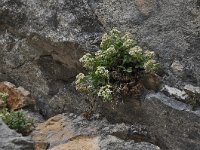 Potentilla clusiana 7, Saxifraga-Harry Jans