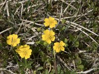 Potentilla crantzii 2, Saxifraga-Willem van Kruijsbergen