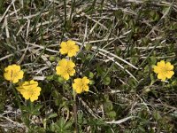 Potentilla crantzii 4, Saxifraga-Willem van Kruijsbergen