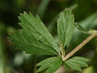 Potentilla erecta 43, Tormentil, Saxifraga-Sonja Bouwman