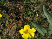 Potentilla fruticosa 5, Saxifraga-Rutger Barendse