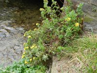 Potentilla fruticosa 6, Saxifraga-Rutger Barendse