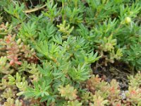 Potentilla fruticosa 7, Saxifraga-Rutger Barendse